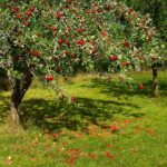 Al Priorat es busquen voluntaris per acollir arbres fruiters recuperats de la comarca