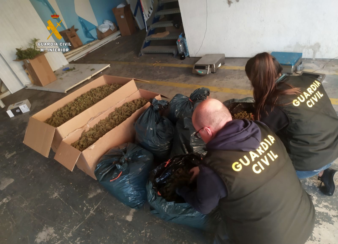 Dos agents de la Guardia Civil analitzen la marihuana trobada en dues naus de Constantí. Foto: ACN