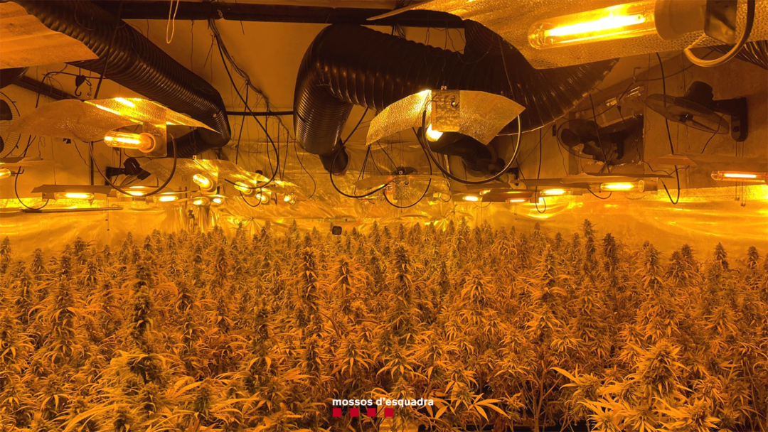 A l'interior de la casa hi havia 1.291 plantes de marihuana. Foto: Mossos