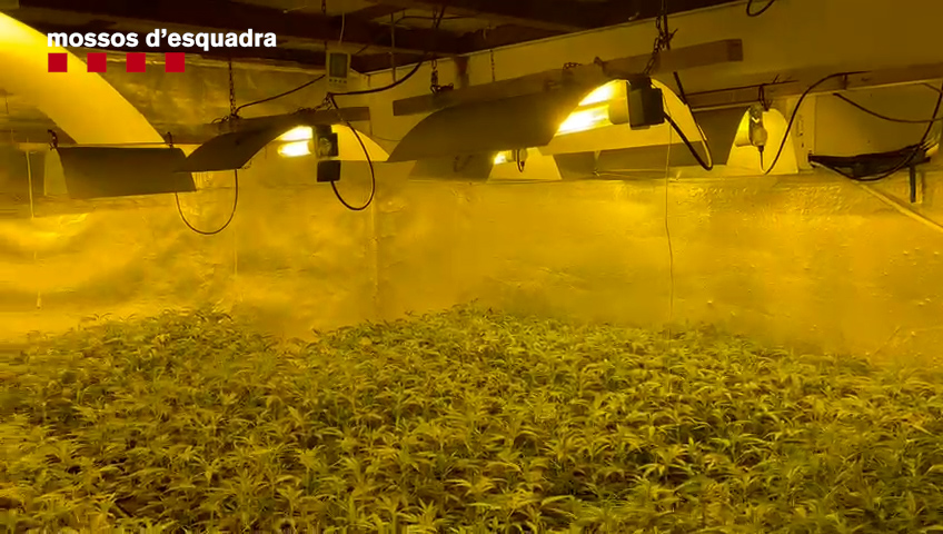 Una imatge de la plantació de marihuana. Foto: Mossos