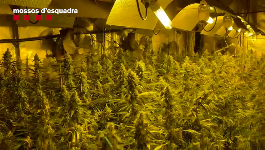 Els Mossos van trobar 3.238 plantes de marihuana. Foto: Mossos