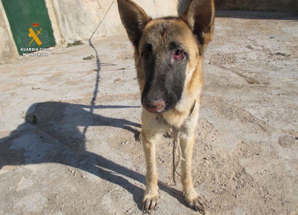 El gos trobat a Vespella de Gaià. Foto: Guardia Civil