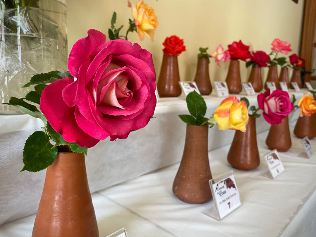 Algunes de les roses presentades en la primera edició del concurs. Foto: Cedida