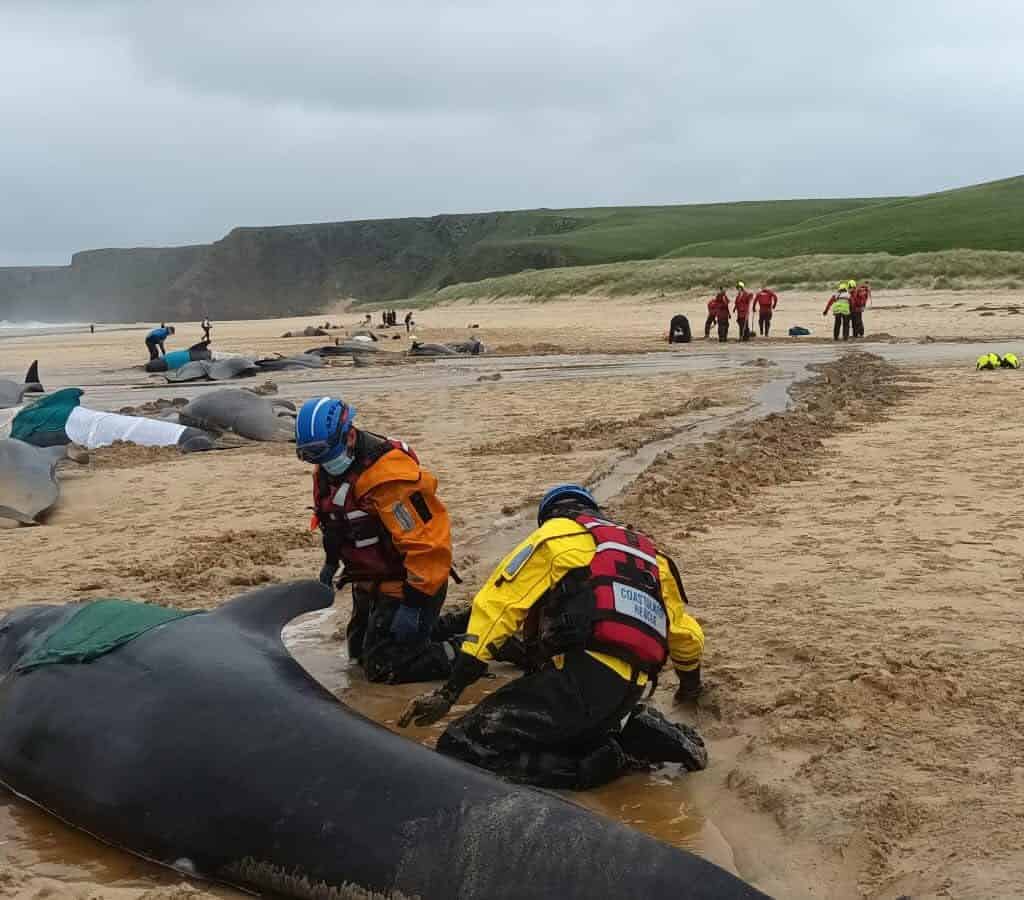 Una imatge de les balenes a la platja. Foto: British Divers Marine Life Rescue