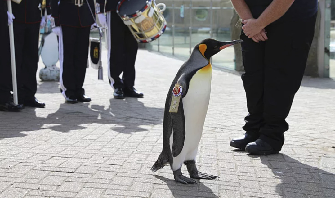 El general de Divisió Sir Nils Olav III, Baró de les Illes Bouvet, és ara el pingüí més condecorat del món. Foto: Zoo d'Edimburg