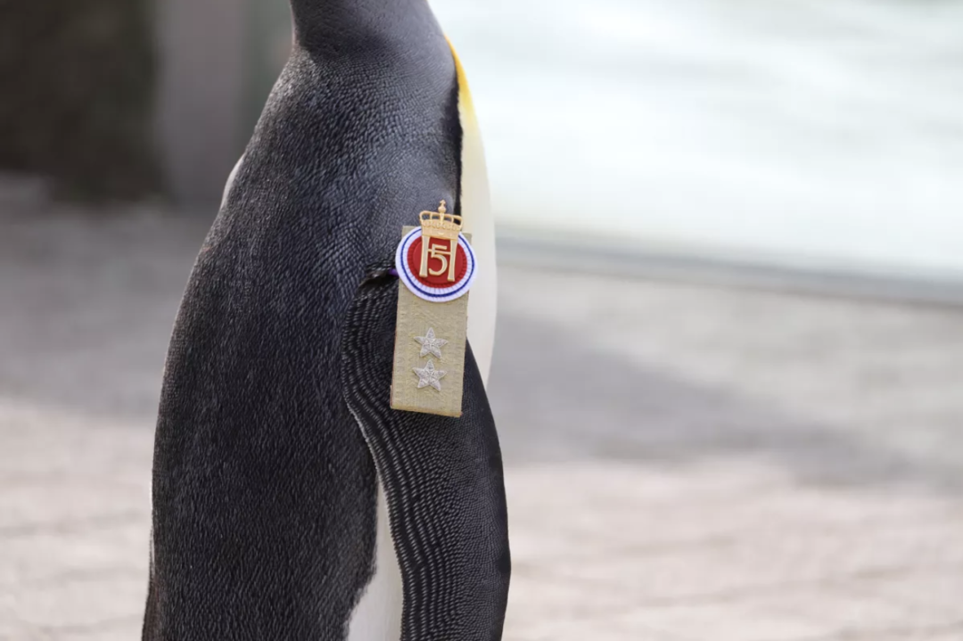 Van col·locar una insígnia a l'ala del pingüí. Foto: Zoo d'Edimburg