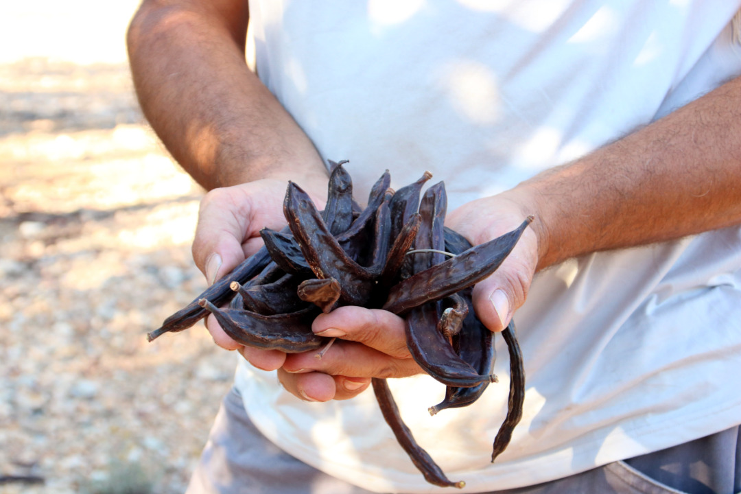 Un pagès mostrant un grapat de garrofes. Foto: Mar Rovira