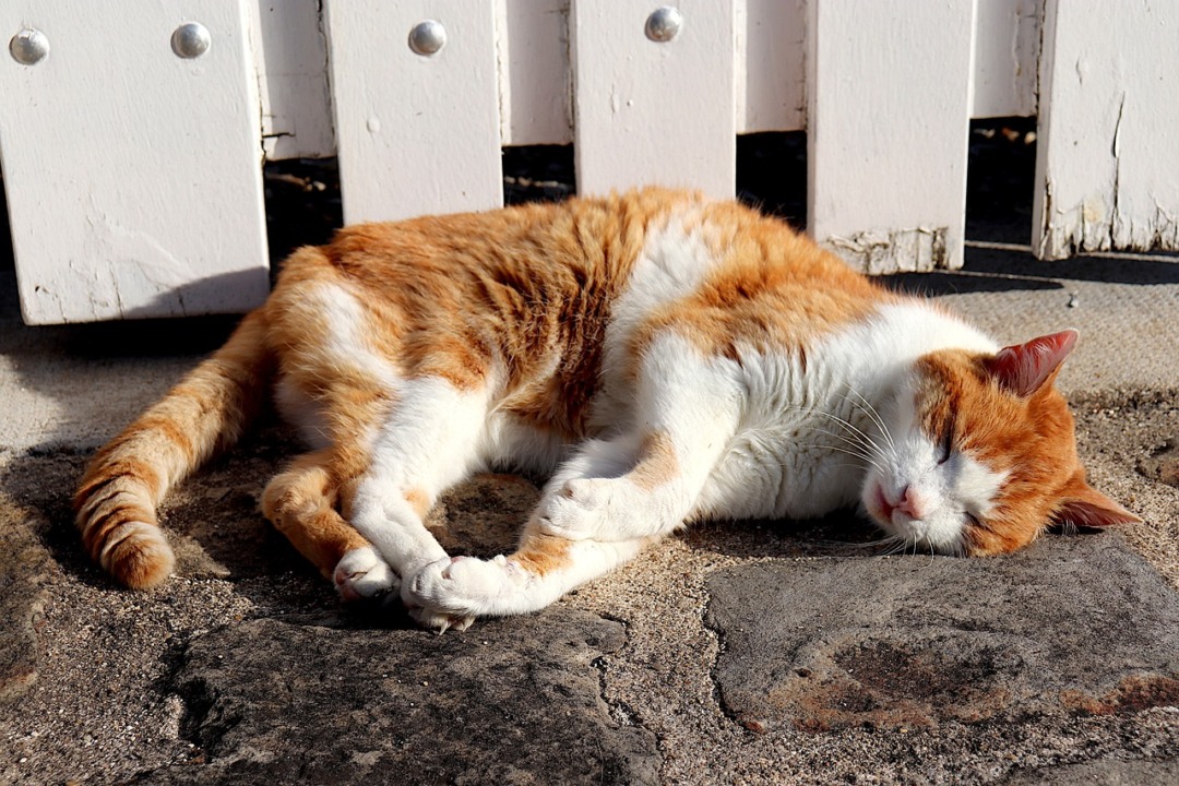 Els gats acostumen a perdre més pèl a l'estiu. Foto: Pixabay