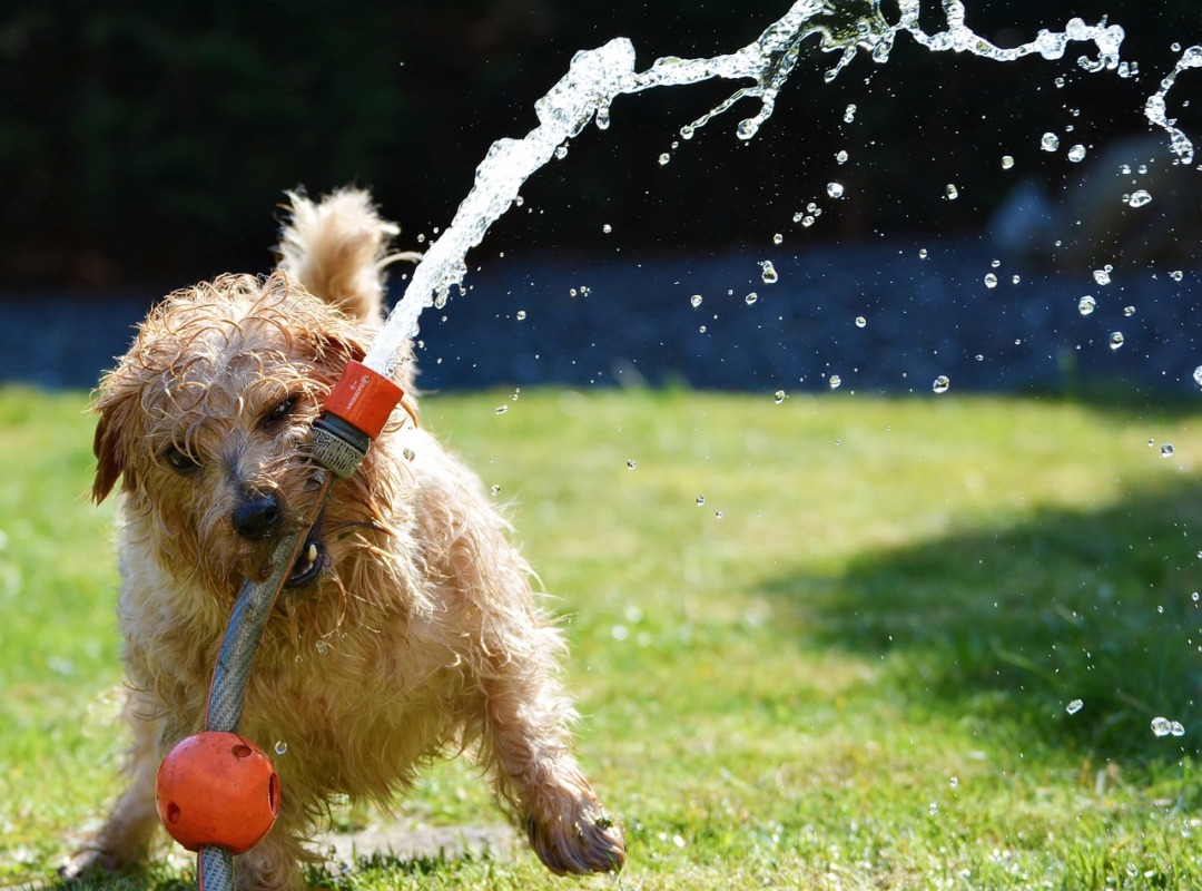 Els cops de calor en gossos i gats poden ser mortals. Foto: Pixabay