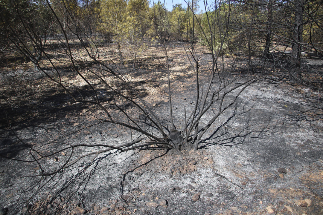 Un arbre cremat resultat de l'incendi. Foto: Mar Rovira