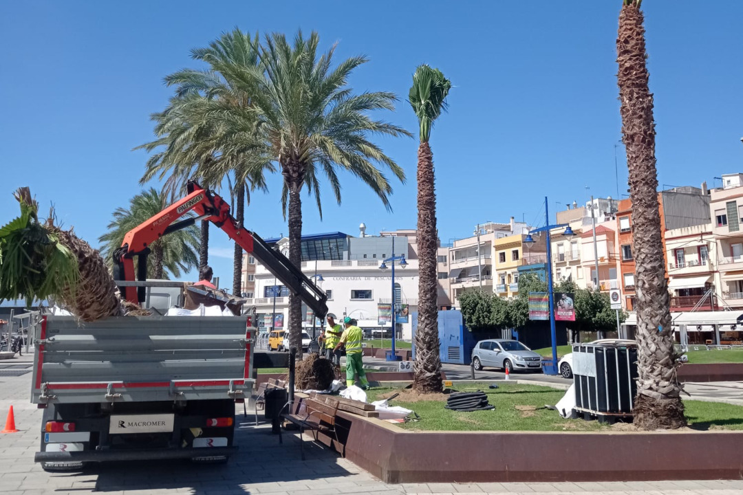 Imatge de la replantació de palmeres. Foto: Port Tarragona