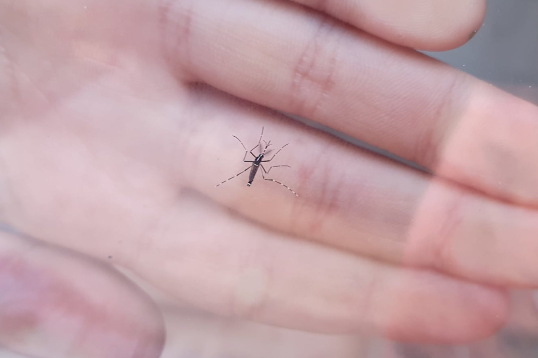 Un exemplar de mosquit tigre. Foto: Dipsalut