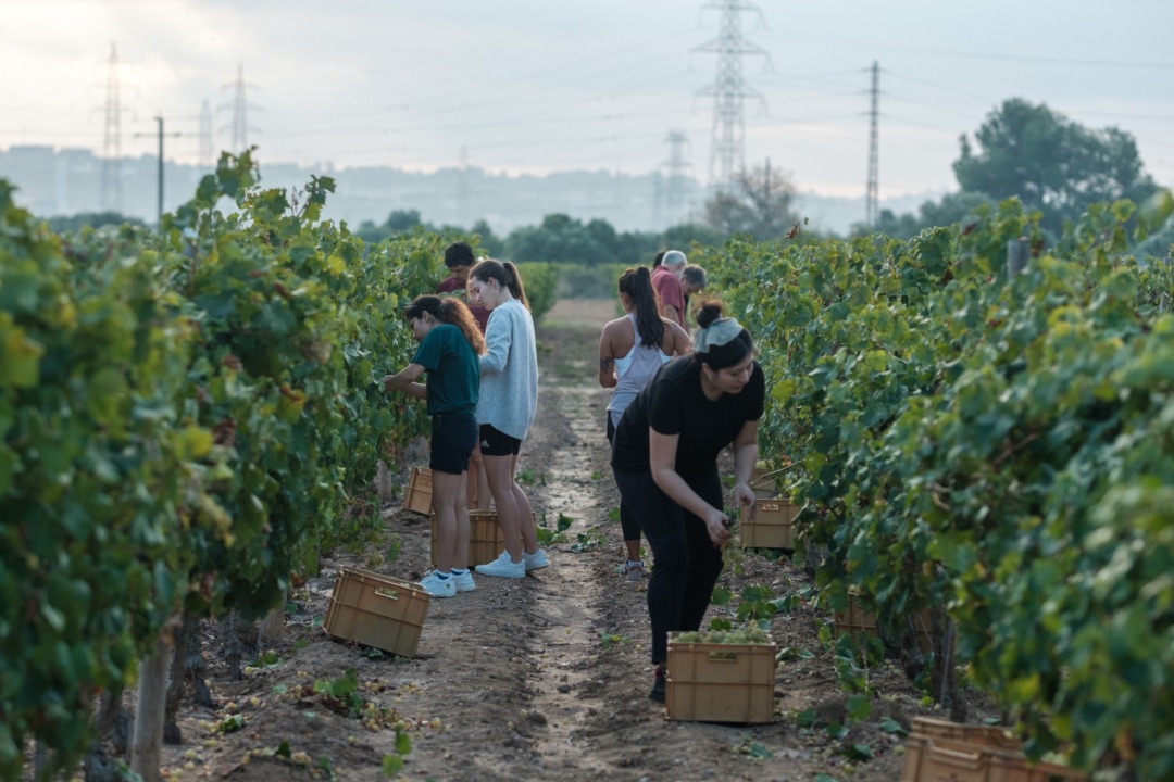 Verema a Mas dels Frares, la finca del celler experimental de la URV. Foto: URV