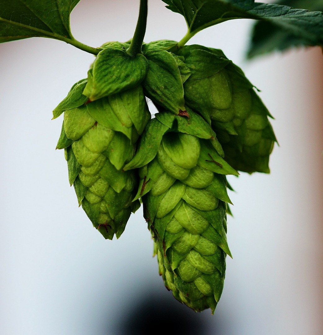 La producció dels àcids del llúpol s'està reduïnt i això afecta el gust de la cervesa. Foto: Pixabay