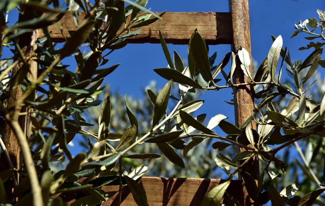 Al Baix Ebre i al Montsià es podria arribar a les 11.000 tones d'oli d'oliva. Foto: Pixabay