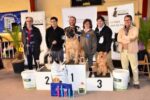 Un mascle de Bullmastiff guanya el segon Concurs Nacional Caní de Roda de Berà