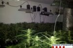 Detingut per tenir 4.000 plantes de marihuana un regidor del Montmell expedientat per l’Ajuntament de Roda