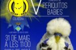 Cinquè Concurs de Periquitos ‘Babies’ a Roda de Berà