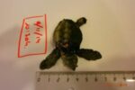 Mor una segona cria de tortuga babaua a Torredembarra