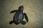 Localitzada morta una cria de tortuga babaua als Muntanyans de Torredembarra