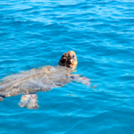 Apareix un exemplar mort de tortuga babaua al Creixell