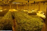 Els Mossos decomissen 855 plantes de marihuana als Pallaresos