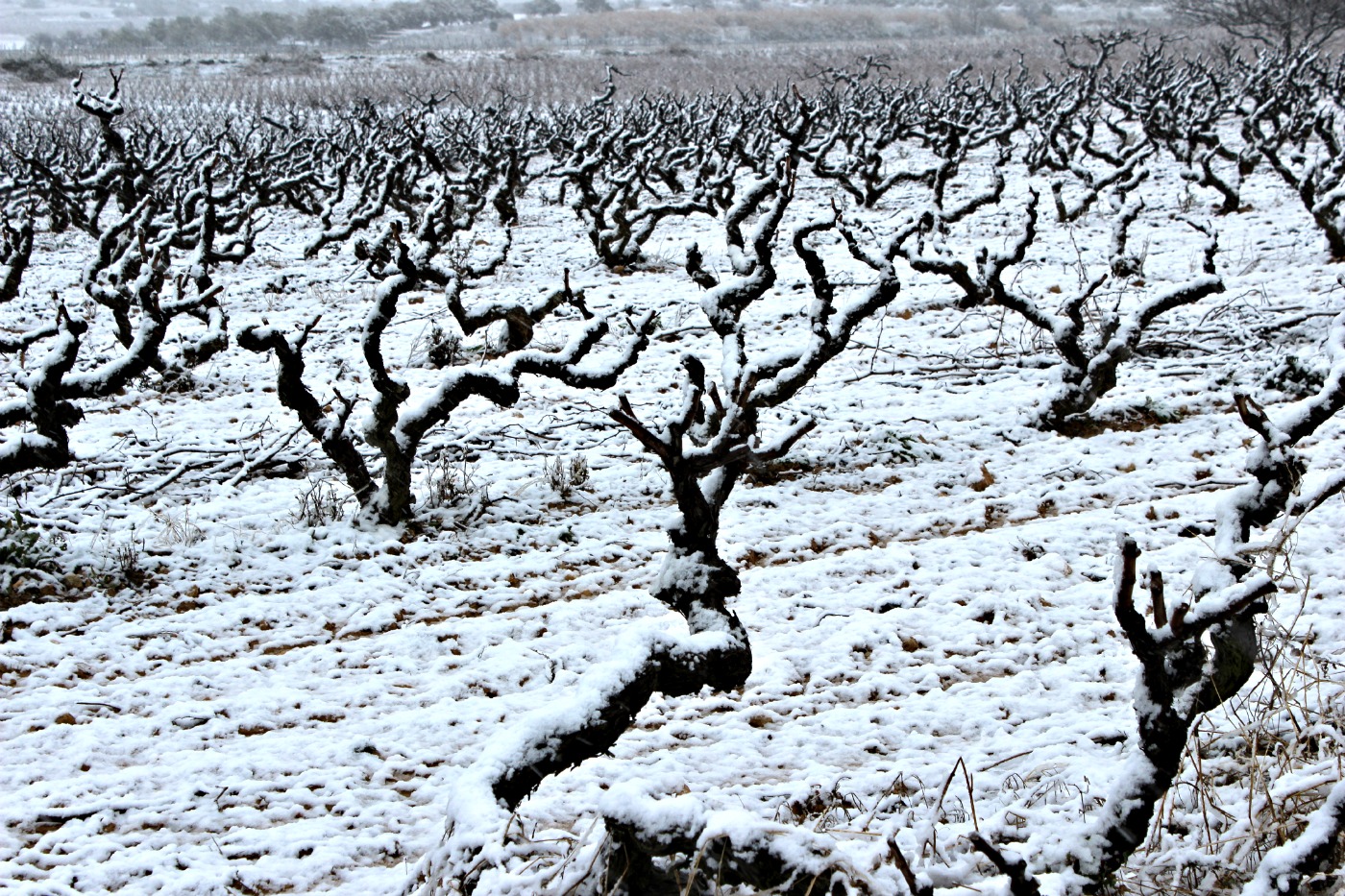 Vinyes nevades a Nulles. Foto: Tarragona21