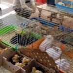 Més de quinze mil signatures demanen online que es posi fi a la venda d’animals al mercadet de Rambla Nova