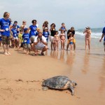 Els voluntaris que vetllen per protegir la tortuga babaua al litoral tarragoní no troben indicis de la seva presència