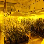 Dos detinguts per cultivar prop de 400 plantes de marihuana al soterrani de casa seva a Cunit