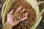UP organitza una assemblea de fruita seca per valorar els preus de llotja a la Selva del Camp