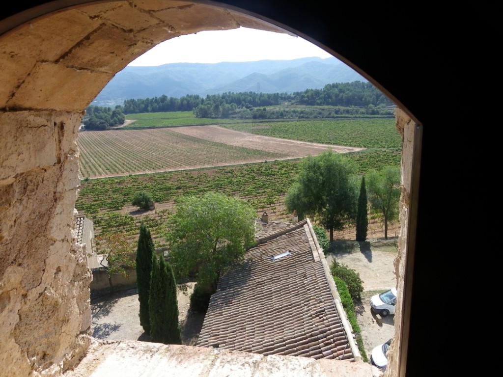 Vista de les vinyes amb les muntanyes de Prades al fons. Foto: Romà Rofes / Tarragona21.cat