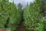 Desmantellada a la Selva una plantació amb prop d’una tona de marihuana, que hauria generat 3,3 MEU