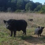 Tarragona construirà un tancat per a la població de porcs vietnamites