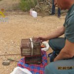 Denuncien tres veïns de Campclar per capturar caderneres a l’Aldea per vendre-les il·legalment
