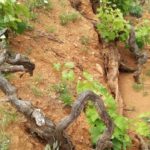 La URV col·labora en la recuperació de l’elaboració del vi a Fuerteventura