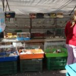 Tarragona prohibirà a partir de divendres la venda d’animals al carrer i als mercats