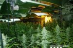 Desmantellen una plantació amb més de 1.200 plantes de marihuana en una casa del Catllar