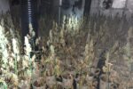 Troben 800 plantes de marihuana dins d’una casa a Reus