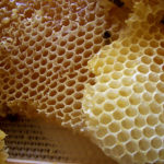 Unió de Pagesos organitza a Cambrils unes jornades estatals sobre apicultura