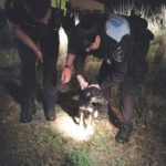 La Policia Local de Torredembarra salva una gosseta que havia caigut a una bassa