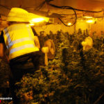 Desmantellen una plantació de marihuana a Prades amb prop de 1.300 plantes
