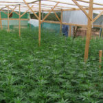 Detenen dos homes per cultivar unes 1.800 plantes de marihuana a la Bisbal del Penedès