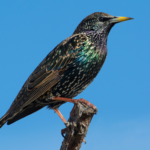 Una quinzena d’amants de l’ornitologia coneixeran els ocells del Camí de la Torre de Salou