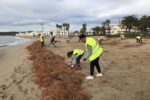 L’Ajuntament d’Altafulla reprèn la renaturalització del cordó dunar de la zona del Fortí