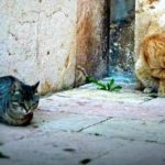 Junts per Tarragona reclama la millora urgent de la gestió de les colònies de gats de la ciutat