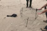 El corriol comanegre nidifica per segon any consecutiu a les platges de la ciutat