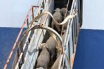 Augmenta l’exportació de bestiar viu al Port