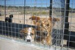 Campanya de donacions a la Protectora d’Animals de Tarragona