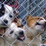El confinament redueix de cinc a un els gossos abandonats a Torredembarra